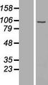C1orf107 / DEF Protein - Western validation with an anti-DDK antibody * L: Control HEK293 lysate R: Over-expression lysate