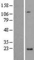 C1orf109 Protein - Western validation with an anti-DDK antibody * L: Control HEK293 lysate R: Over-expression lysate