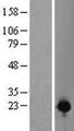 C1orf123 Protein - Western validation with an anti-DDK antibody * L: Control HEK293 lysate R: Over-expression lysate