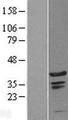 C1orf131 Protein - Western validation with an anti-DDK antibody * L: Control HEK293 lysate R: Over-expression lysate