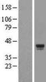 C1orf135 Protein - Western validation with an anti-DDK antibody * L: Control HEK293 lysate R: Over-expression lysate