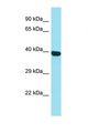 C1orf141 Antibody - Western blot of Human HepG2. C1orf141 antibody dilution 1.0 ug/ml.  This image was taken for the unconjugated form of this product. Other forms have not been tested.