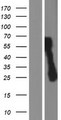 C1orf159 Protein - Western validation with an anti-DDK antibody * L: Control HEK293 lysate R: Over-expression lysate