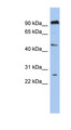 C1orf174 Antibody - C1orf174 antibody Western blot of 721_B cell lysate. This image was taken for the unconjugated form of this product. Other forms have not been tested.