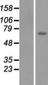 C1orf177 Protein - Western validation with an anti-DDK antibody * L: Control HEK293 lysate R: Over-expression lysate