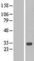 C1orf190 Protein - Western validation with an anti-DDK antibody * L: Control HEK293 lysate R: Over-expression lysate