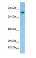 C1orf2 / FAM189B Antibody - C1orf2 / FAM189B antibody Western Blot of Mouse Stomach.  This image was taken for the unconjugated form of this product. Other forms have not been tested.