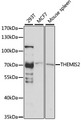 C1orf38 Antibody - Western blot analysis of extracts of various cell lines, using THEMIS2 antibody at 1:1000 dilution. The secondary antibody used was an HRP Goat Anti-Rabbit IgG (H+L) at 1:10000 dilution. Lysates were loaded 25ug per lane and 3% nonfat dry milk in TBST was used for blocking. An ECL Kit was used for detection and the exposure time was 30s.