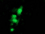 C1orf50 Antibody - Anti-C1orf50 mouse monoclonal antibody immunofluorescent staining of COS7 cells transiently transfected by pCMV6-ENTRY C1orf50.