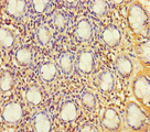 C1orf53 Antibody - Immunohistochemistry of paraffin-embedded human rectum tissue using C1orf53 Antibody at dilution of 1:100