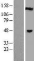 C1orf94 Protein - Western validation with an anti-DDK antibody * L: Control HEK293 lysate R: Over-expression lysate