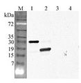 C1QTNF5 / CTRP5 Antibody - Western blot analysis using anti-CTRP5 (GD) (human), pAb at 1:4000 dilution. 1: Human CTRP5 (His-tagged). 2: Human CTRP5 (GD) (His-tagged). 3: Mouse FTO (His-tagged) (negative control). 4: Human CTRP6 (His-tagged).