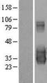 C20orf103 Protein - Western validation with an anti-DDK antibody * L: Control HEK293 lysate R: Over-expression lysate