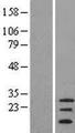C20orf141 Protein - Western validation with an anti-DDK antibody * L: Control HEK293 lysate R: Over-expression lysate