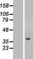 C20orf195 Protein - Western validation with an anti-DDK antibody * L: Control HEK293 lysate R: Over-expression lysate