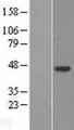 C20orf96 Protein - Western validation with an anti-DDK antibody * L: Control HEK293 lysate R: Over-expression lysate