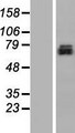 C2CD2L / TMEM24 Protein - Western validation with an anti-DDK antibody * L: Control HEK293 lysate R: Over-expression lysate