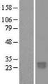 C2orf27B Protein - Western validation with an anti-DDK antibody * L: Control HEK293 lysate R: Over-expression lysate