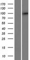 C2orf78 Protein - Western validation with an anti-DDK antibody * L: Control HEK293 lysate R: Over-expression lysate