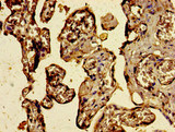 C3orf14 Antibody - Immunohistochemistry of paraffin-embedded human placenta tissue using C3orf14 Antibody at dilution of 1:100