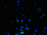 C3orf20 Antibody - Immunofluorescent analysis of U251 cells using C3orf20 Antibody at dilution of 1:100 and Alexa Fluor 488-congugated AffiniPure Goat Anti-Rabbit IgG(H+L)