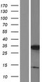 C3orf33 Protein - Western validation with an anti-DDK antibody * L: Control HEK293 lysate R: Over-expression lysate
