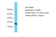 C3orf36 Antibody -  This image was taken for the unconjugated form of this product. Other forms have not been tested.