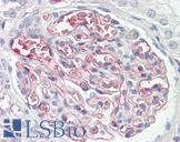 C4BP / C4b-Binding Protein Antibody - Human Kidney: Formalin-Fixed, Paraffin-Embedded (FFPE)