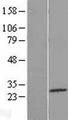 C4orf22 Protein - Western validation with an anti-DDK antibody * L: Control HEK293 lysate R: Over-expression lysate