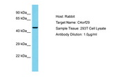 C4orf29 Antibody -  This image was taken for the unconjugated form of this product. Other forms have not been tested.