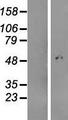 C4orf29 Protein - Western validation with an anti-DDK antibody * L: Control HEK293 lysate R: Over-expression lysate