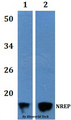 C5orf13 Antibody - Western blot of NREP antibody at 1:500 dilution. Lane 1: HEK293T whole cell lysate.