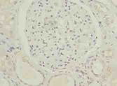 C5orf24 Antibody - Immunohistochemistry of paraffin-embedded human kidney tissue using antibody at dilution of 1:100.