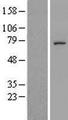 C5orf34 Protein - Western validation with an anti-DDK antibody * L: Control HEK293 lysate R: Over-expression lysate