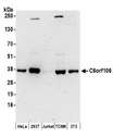 C6orf106 Antibody - Detection of human and mouse C6orf106 by western blot. Samples: Whole cell lysate (50 µg) from HeLa, HEK293T, Jurkat, mouse TCMK-1, and mouse NIH 3T3 cells prepared using NETN lysis buffer. Antibodies: Affinity purified rabbit anti-C6orf106 antibody used for WB at 0.4 µg/ml. Detection: Chemiluminescence with an exposure time of 3 minutes.