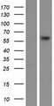 C6orf146 Protein - Western validation with an anti-DDK antibody * L: Control HEK293 lysate R: Over-expression lysate