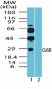 C6orf25 Antibody - Western blot of human G6Bin K562 cell lysate in the 1) absence and 2) presence of immunizing peptide using antibody at2 ug/ml.