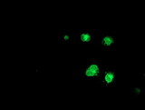 C6orf64 Antibody - Anti-C6orf64 mouse monoclonal antibody immunofluorescent staining of COS7 cells transiently transfected by pCMV6-ENTRY C6orf64.