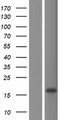 C6orf99 Protein - Western validation with an anti-DDK antibody * L: Control HEK293 lysate R: Over-expression lysate