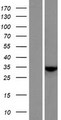 C7orf57 Protein - Western validation with an anti-DDK antibody * L: Control HEK293 lysate R: Over-expression lysate