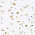 C8orf4 Antibody - Immunohistochemistry of paraffin-embedded mouse brain tissue.