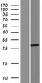 C8orf86 Protein - Western validation with an anti-DDK antibody * L: Control HEK293 lysate R: Over-expression lysate
