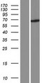 C9orf117 Protein - Western validation with an anti-DDK antibody * L: Control HEK293 lysate R: Over-expression lysate