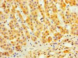 C9orf163 Antibody - Immunohistochemistry of paraffin-embedded human adrenal gland using antibody at 1:100 dilution.  This image was taken for the unconjugated form of this product. Other forms have not been tested.