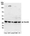 C9orf40 Antibody - Detection of human and mouse C9orf40 by western blot. Samples: Whole cell lysate (50 µg) from HeLa, HEK293T, Jurkat, mouse TCMK-1, and mouse NIH 3T3 cells prepared using NETN lysis buffer. Antibodies: Affinity purified rabbit anti-C9orf40 antibody used for WB at 0.1 µg/ml. Detection: Chemiluminescence with an exposure time of 3 minutes.