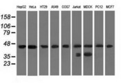 C9orf41 Antibody - Western blot of extracts (35 ug) from 9 different cell lines by using anti-C9orf41 monoclonal antibody.