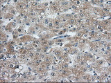 C9orf41 Antibody - IHC of paraffin-embedded Human liver tissue using anti-C9orf41 mouse monoclonal antibody. (Dilution 1:50).