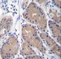 CA1 / Carbonic Anhydrase I Antibody - CA1 Antibody immunohistochemistry of formalin-fixed and paraffin-embedded human stomach tissue followed by peroxidase-conjugated secondary antibody and DAB staining.