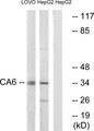 CA6 / Carbonic Anhydrase 6 Antibody - Western blot analysis of lysates from HepG2, and LOVO cells, using CA6 Antibody. The lane on the right is blocked with the synthesized peptide.