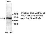 CA9 / Carbonic Anhydrase IX Antibody